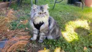 PURE BREED Adorable Female Persian cat