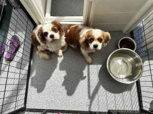 Older cavaliers for sale