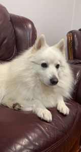 6 Years Old Japanese Spitz 