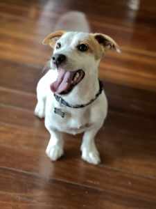 Male jack Russell