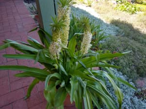 Plants - White Pineapple Lilly (Eucomis) Plants