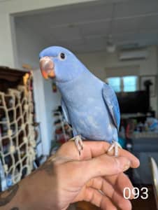 Hand reared hand tame friendly ringnecks