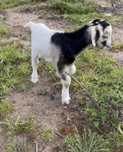 Baby goats for sale 