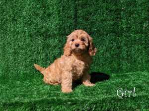 Tiny TOY CAVOODLE Puppies ALL SOLD