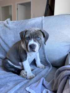 AMERICAN STAFFY PUPPIES FOR SALE