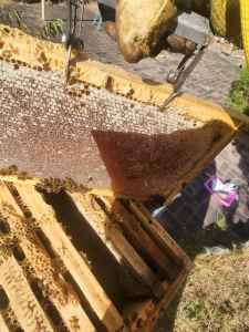 Honeycombs fresh