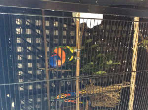 SOLD PENDING PICKUP Red collar lorikeet, cage and play gym