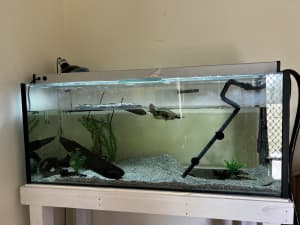 4 Ft Established Aquarium w/ Tank, Stand & Accessories