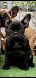 French Bulldog puppy (