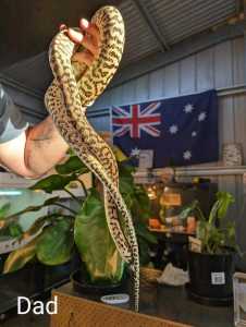 Hatchling carpet pythons, zebs, hypos, jags. All 50% het for albino