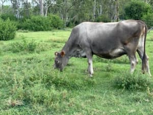 COWS AND BULL FOR SALE - READ LISTING FOR DETAILS
