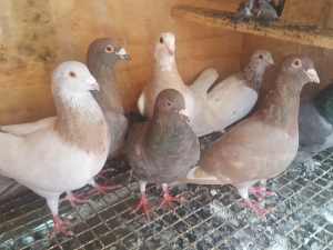 Pigeon pigeons