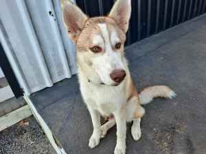 Siberian Husky Puppy Looking for a Fur-ever Home