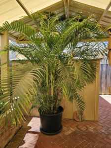 Golden Cane Palm approximately 3m 