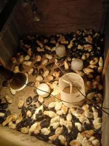 4 week old sexed chicks for sale.