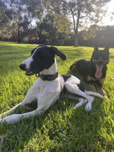 Kelpie & staghound x whippet for sale