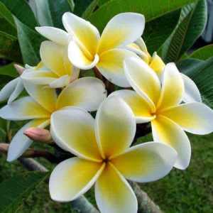 2x AVAILABLE TRADITIONAL WHITE YELLOW FRANGIPANIS