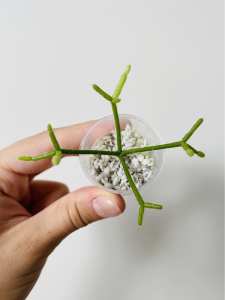 Rhipsalis Coral Cactus - Fully Rooted Cutting