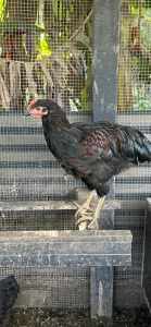 Large roosters 4-5 months 