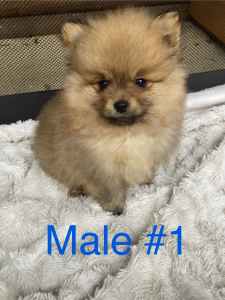 Purebred DNA tested 100% Pomeranian Puppies **1 Left!!.