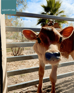 Rescued From a Dairy Farm, Ready to Find a Forever Home as Companions
