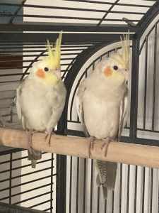2 x Cockatiels - Siblings