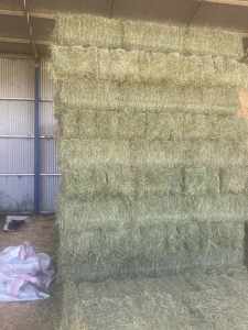 Fresh cut Lucerne hay