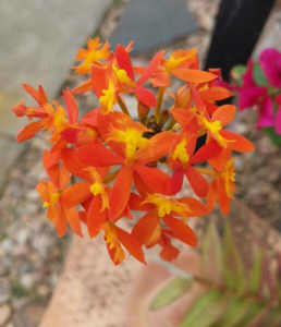 Epidendrum Radicans or Fire-star orchids.