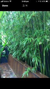 Bamboo ( clumping) Gracillis- slender weaver