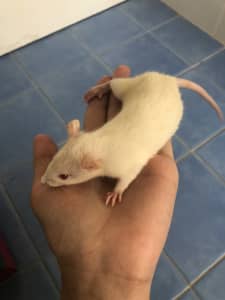Baby Rats for sale