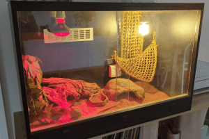 Bearded Dragon and complete enclosure
