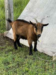 Mini goat wethers