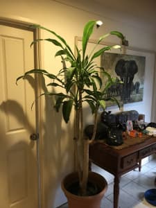 6ft Happy plant