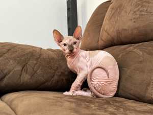 Sphynx males choc bicolour with blue eyes. Desexed and ready to go
