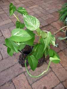 Indoor plants: devil’s ivy, $4.50