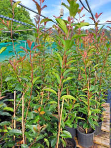 Photinia Red Robyn in 200mm pots ,Great hedging and screening