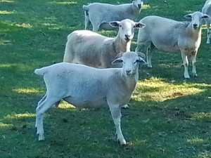 Lamb Aussie White