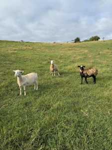 Dorper sheep and ram