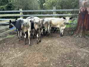 cattle / cows for sale