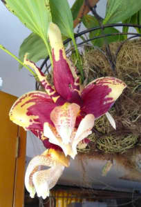 Upside Down Orchid-Stanhopea tigrina