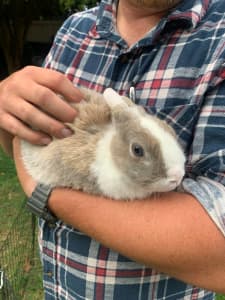 FREE Netherland Dwarf bunny rabbit pet Doe Female