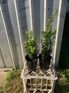 English box hedges 30cm tall $8 or 100 plus $7 free delivery 