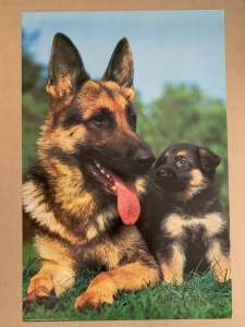 German Shepherd and Pup 90x60cm Original Poster NEW Perfect Condition