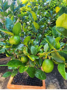 Patio lime tree in Tuscan pot