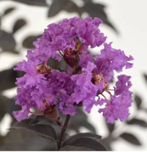 Plant Crepe Myrtle (small)