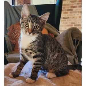 10332 : Twix - CAT for ADOPTION - Vet Work Included