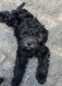 Cavoodle puppy - ON HOLD