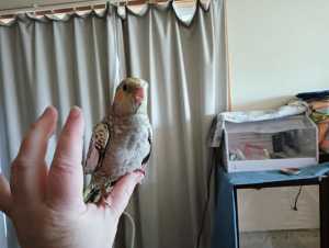 Hand raised Baby Cockatiels