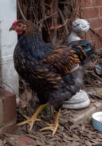 Gold Laced Wyandotte Cockerels | 5 months | Two Available 