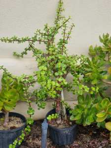 Jade Tree / Money Tree Plant - Approx 50cm